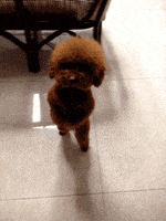 Dog Dancing GIF