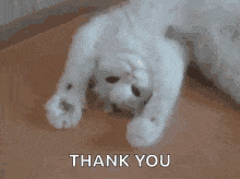 Cat cute