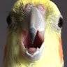 BananaCC