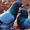arefashraf1