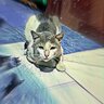 Binarybox
