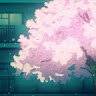 sakuratree14