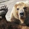 Baer556