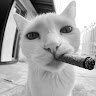 rengoo