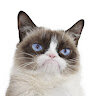 gatodab98