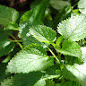 Herbs