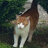 tuxeven