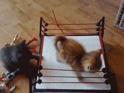 0290.gif