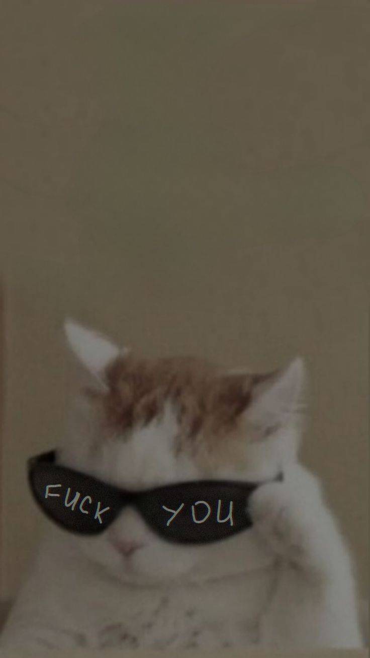 Cat wallpaper.jpeg
