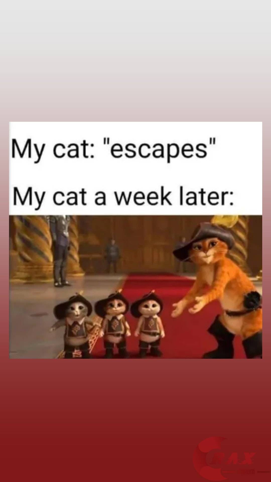 Meme