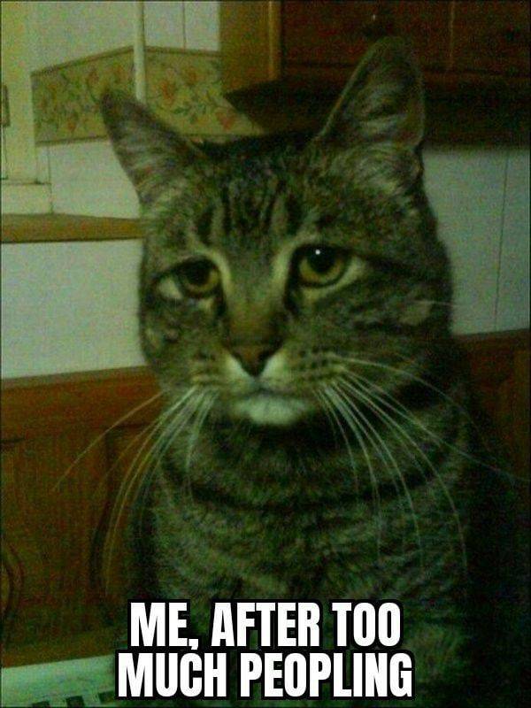 sadge cat