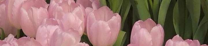 softktti