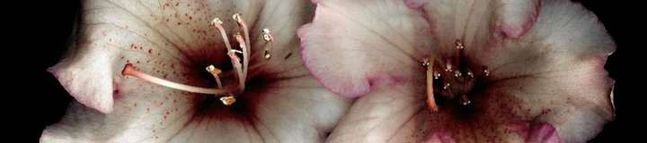 h4rdcandi