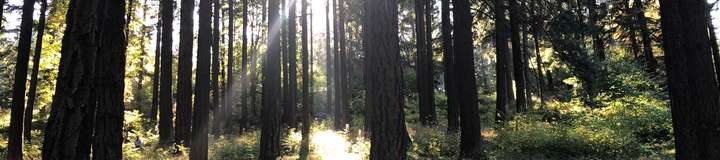 tapproot
