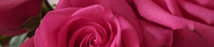 summertimerose