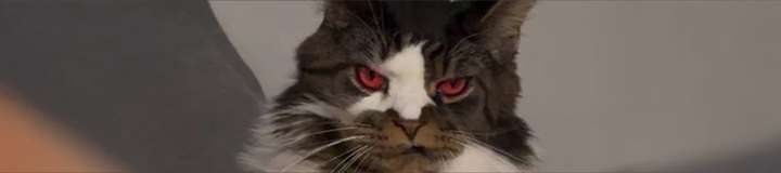 majakitty