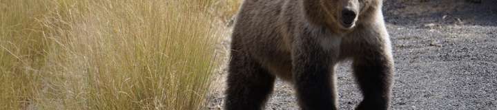 bear_bare